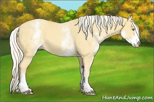 Horse Color:White Spotted Gold Cream Champagne 