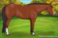 Horse Color:Bay Sabino