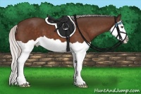 Horse Color:Silver Bay Splash 