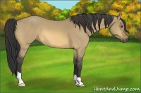 Horse Color:Buckskin Dun 