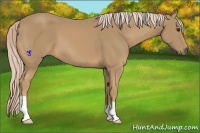 Horse Color:Palomino