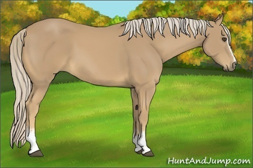 Horse Color:White Spotted Palomino Rabicano 