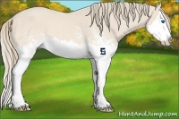 Horse Color:White Spotted Perlino Splash