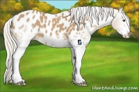 Horse Color:White Spotted Palomino Blanket 