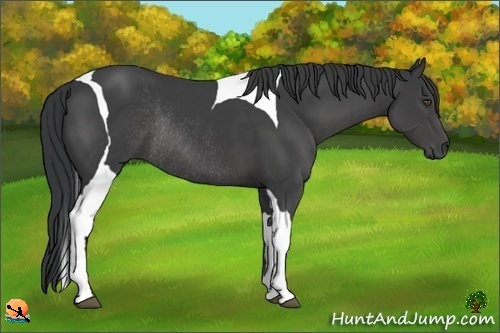 Horse Color:Black Tobiano Rabicano 