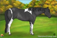 Horse Color:Black Tobiano Rabicano 