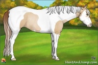 Horse Color:Bay Pearl Dun Splash Tobiano Frame Rabicano 