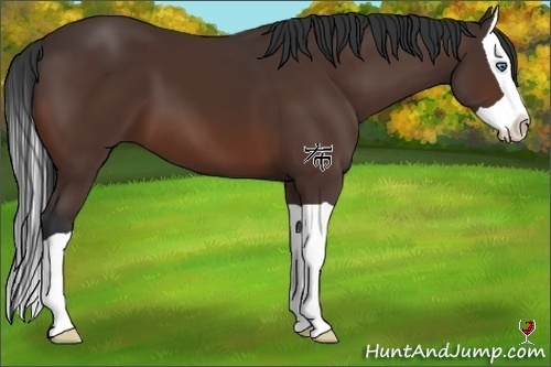 Horse Color:Bay Splash 