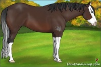 Horse Color:Bay Splash 