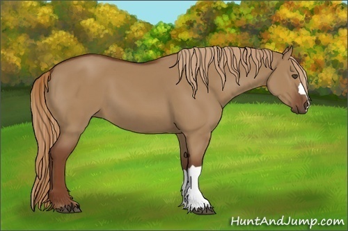 Horse Color:Red Dun
