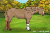 Horse Color:Red Dun