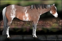 Horse Color:White Spotted Bay Roan 