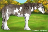 Horse Color:Liver Chestnut Splash 