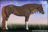 Horse Color:Liver Chestnut 