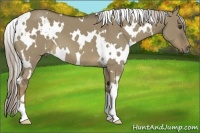 Horse Color:White Spotted Chocolate Palomino Dun 