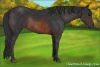 Horse Color:Brown Rabicano  Brindle