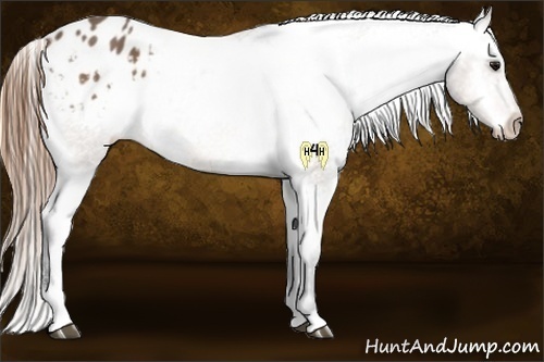 Horse Color:Buckskin Sabino Blanket