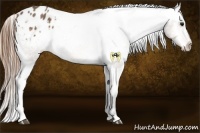 Horse Color:Buckskin Sabino Blanket