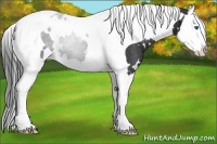 Horse Color:White Spotted Black Splash Tobiano Rabicano