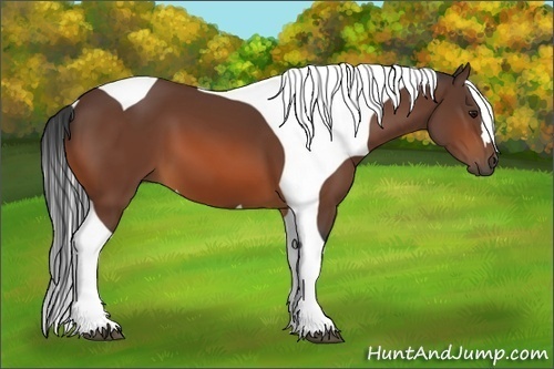 Horse Color:Bay Tobiano 
