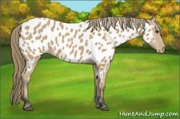 Horse Color:Buckskin Appaloosa
