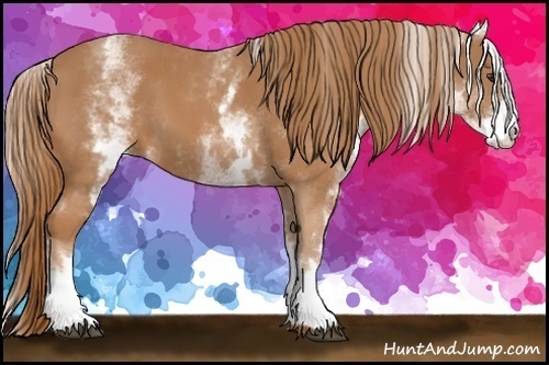 Horse Color:White Spotted Chestnut 