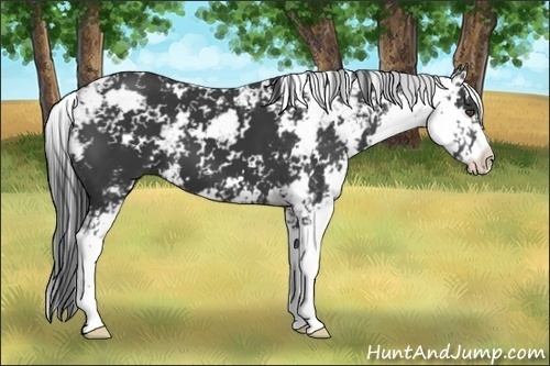 Horse Color:Black Sabino 