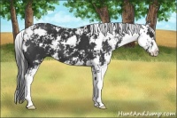 Horse Color:Black Sabino 