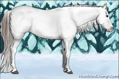 Horse Color:Blue Roan Blanket Rabicano 