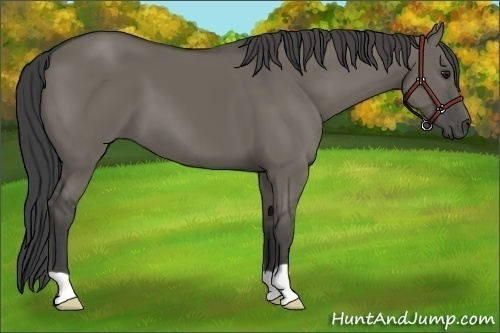 Horse Color:Unknown 