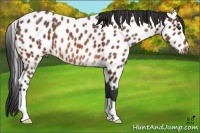 Horse Color:Bay Appaloosa