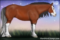 Horse Color:Bay Splash