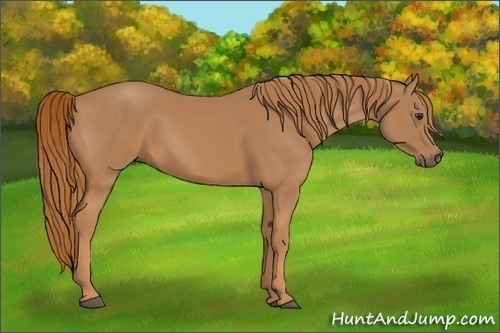 Horse Color:Chestnut Rabicano 