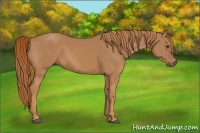 Horse Color:Chestnut Rabicano 