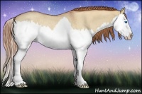 Horse Color:Red Dun Roan Splash Rabicano 