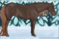 Horse Color:Liver Chestnut 