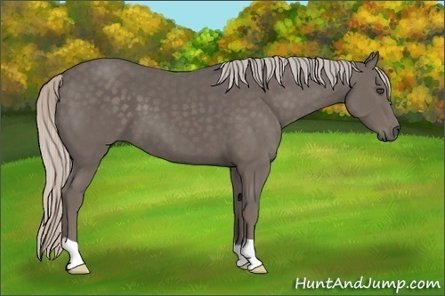 Horse Color:Silver Black Frame 