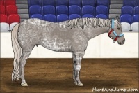 Horse Color:Silver Black Ice Frame 