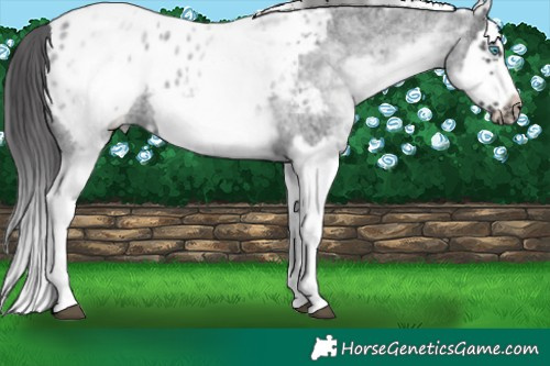 Horse Color:White Spotted Blue Roan Splash Frame Appaloosa 