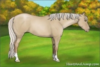 Horse Color:Silver Grullo Pearl 