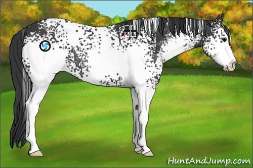 Horse Color:White Spotted Black Sabino 