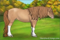 Horse Color:Gold Champagne