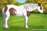 Horse Color:Bay Splash Tobiano Frame Rabicano