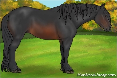 Horse Color:Brown Rabicano 