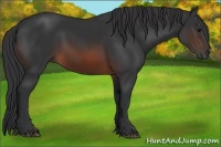 Horse Color:Brown Rabicano