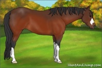 Horse Color:Brown 