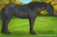 Horse Color:Black  Brindle