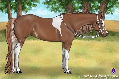 Horse Color:White Spotted Chestnut Tobiano