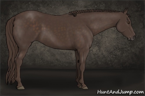 Horse Color:Liver Chestnut 
