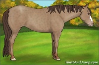 Horse Color:Classic Champagne 